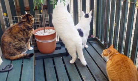 coco & fumi & Lin & Ryu