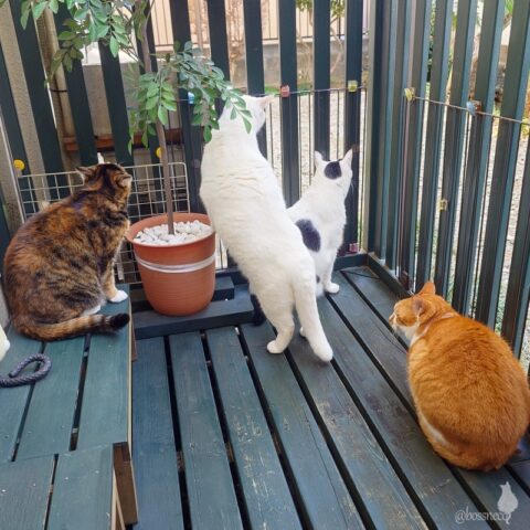 coco & fumi & Lin & Ryu