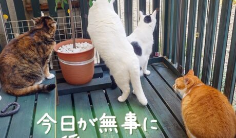 coco & fumi & Lin & Ryu