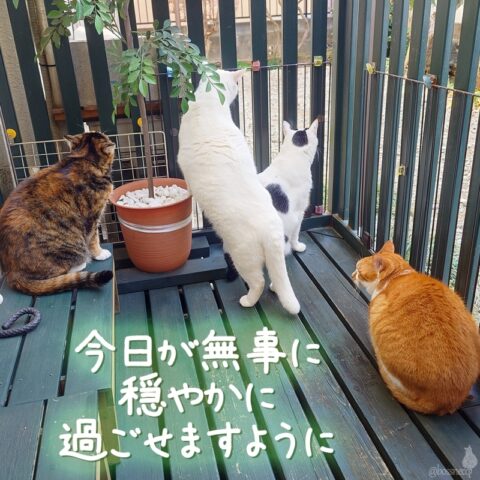 coco & fumi & Lin & Ryu