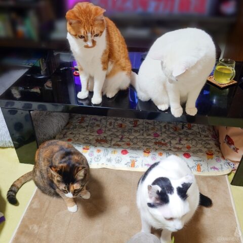 coco & fumi & Lin & Ryu