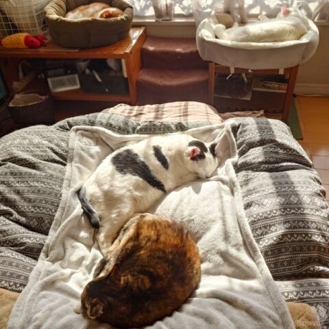 coco & fumi & Lin & Ryu