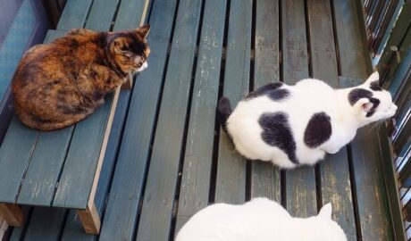 coco & fumi & Lin & Ryu