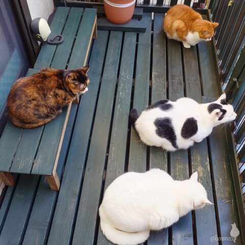 coco & fumi & Lin & Ryu