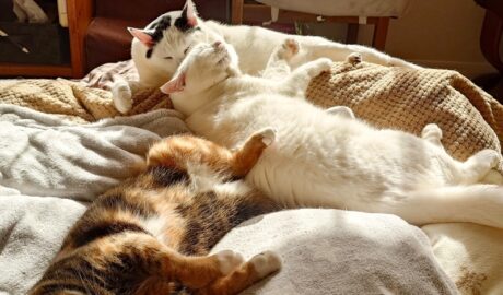 coco & fumi & Lin & Ryu