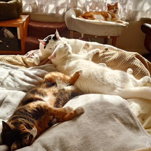 coco & fumi & Lin & Ryu