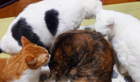 coco & fumi & Lin & Ryu