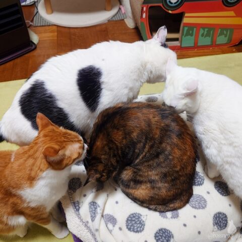 coco & fumi & Lin & Ryu