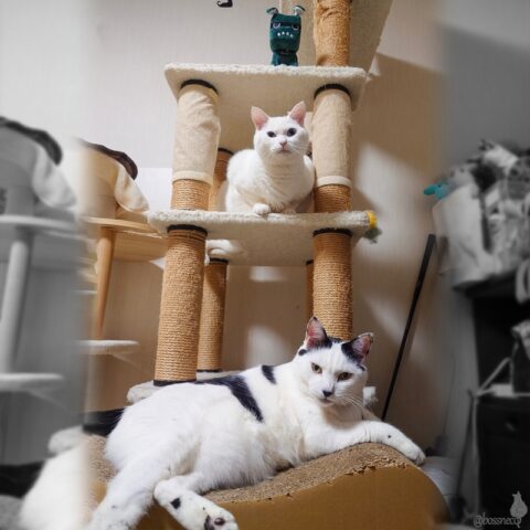 coco & Ryu & デリ丸くん