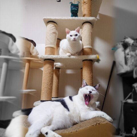 coco & Ryu & デリ丸くん