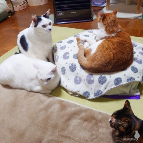 coco & fumi & Lin & Ryu