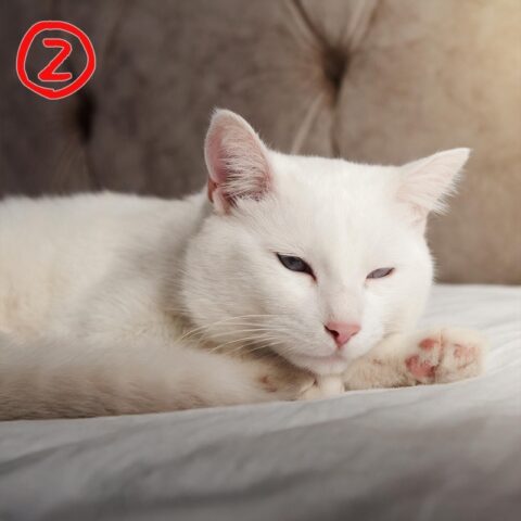 Firefly Image2白猫