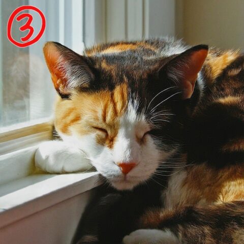 Google Bard三毛猫