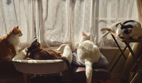 coco & fumi & Lin & Ryu