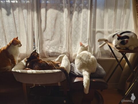 coco & fumi & Lin & Ryu