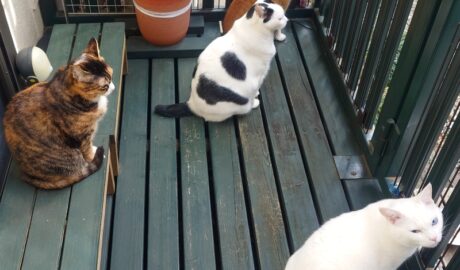 coco & fumi & Lin & Ryu