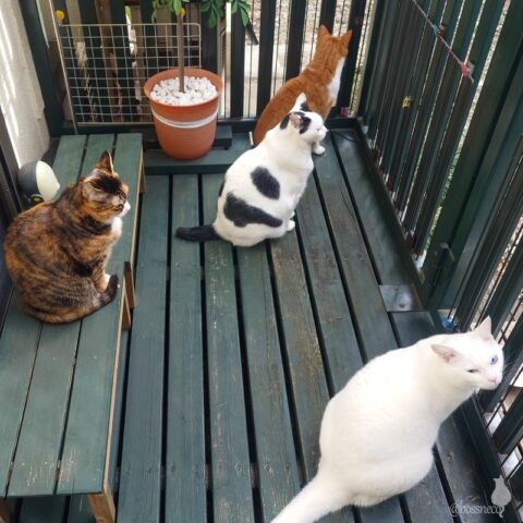 coco & fumi & Lin & Ryu