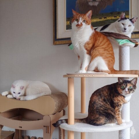 coco & fumi & Lin & Ryu