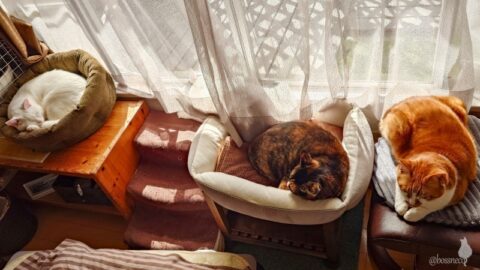 coco & fumi & Lin & Ryu