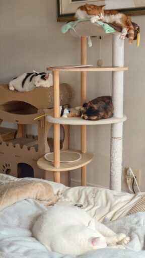 coco & fumi & Lin & Ryu