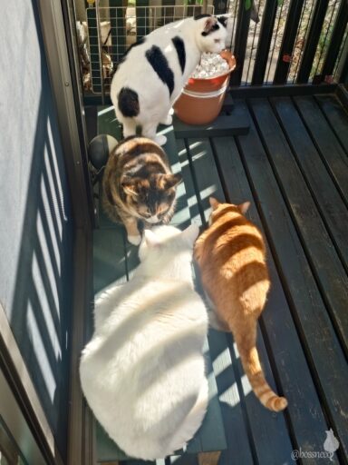 coco & fumi & Lin & Ryu