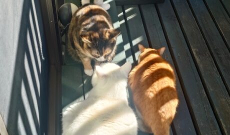 coco & fumi & Lin & Ryu