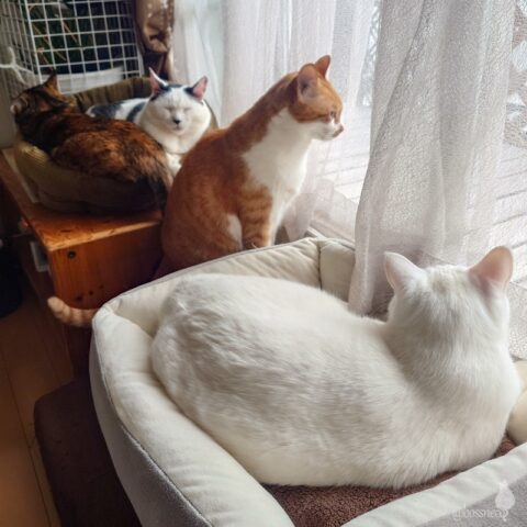 coco & fumi & Lin & Ryu