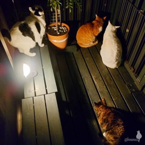 coco & fumi & Lin & Ryu