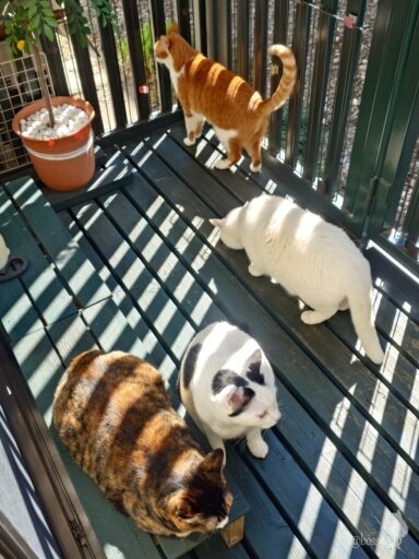 coco & fumi & Lin & Ryu