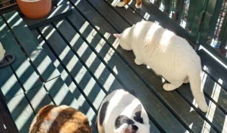 coco & fumi & Lin & Ryu