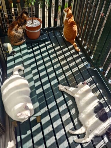 coco & fumi & Lin & Ryu