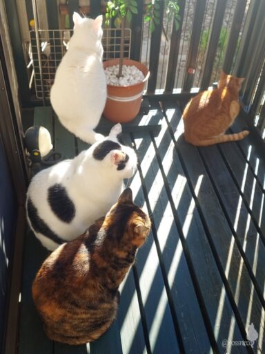 coco & fumi & Lin & Ryu