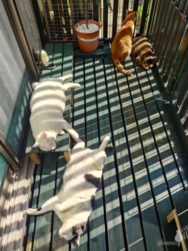 coco & fumi & Lin & Ryu