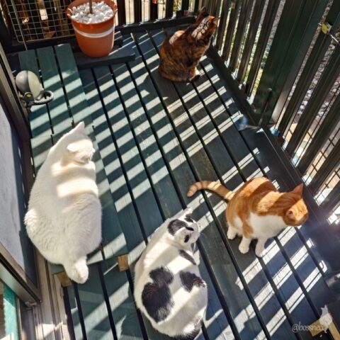 coco & fumi & Lin & Ryu