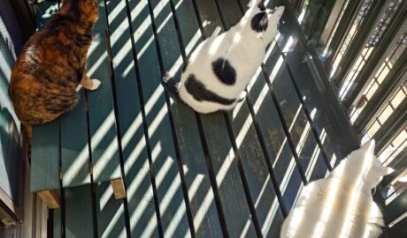 coco & fumi & Lin & Ryu