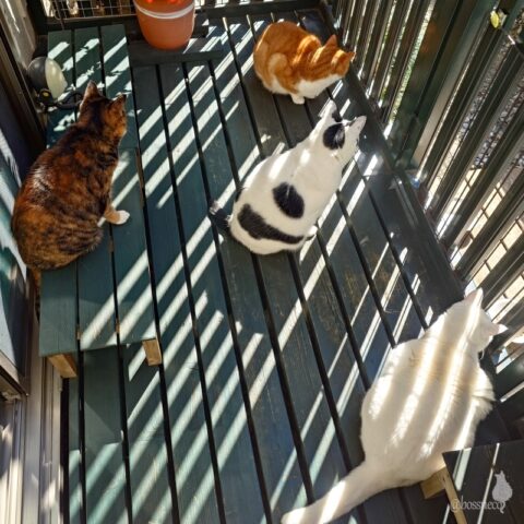 coco & fumi & Lin & Ryu