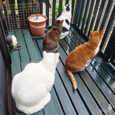 coco & fumi & Lin & Ryu