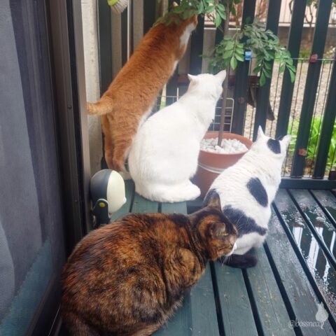 coco & fumi & Lin & Ryu