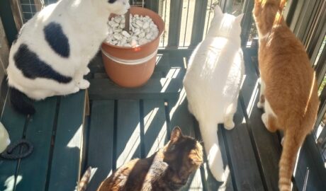 coco & fumi & Lin & Ryu