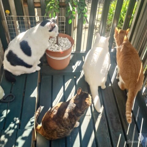 coco & fumi & Lin & Ryu