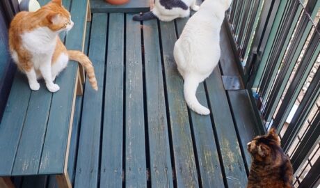 coco & fumi & Lin & Ryu