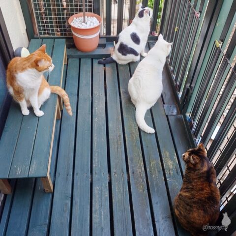 coco & fumi & Lin & Ryu