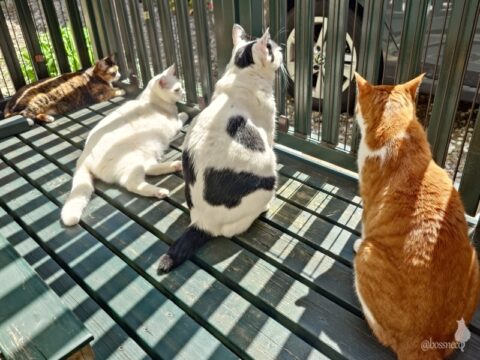 coco & fumi & Lin & Ryu