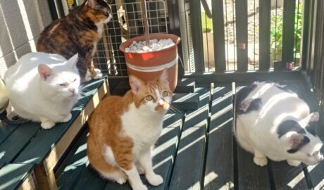 coco & fumi & Lin & Ryu