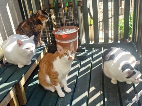 coco & fumi & Lin & Ryu