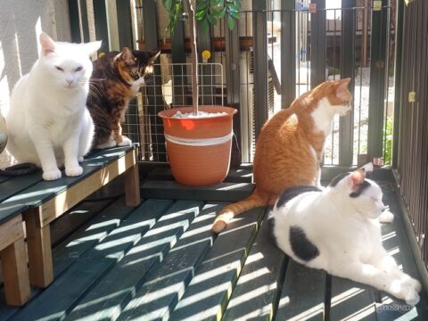 coco & fumi & Lin & Ryu