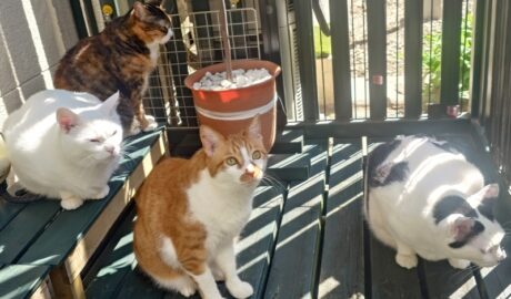 coco & fumi & Lin & Ryu