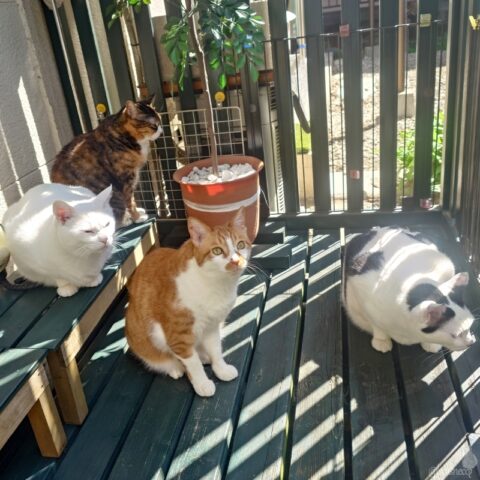 coco & fumi & Lin & Ryu