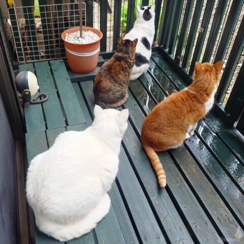 coco & fumi & Lin & Ryu