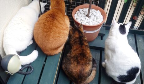 coco & fumi & Lin & Ryu